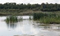 Swamp with reeds with forest in the background. High bog with forest in the background Royalty Free Stock Photo