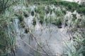 Swamp with reeds from the water Royalty Free Stock Photo