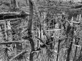 Swamp Reflections in Black and White in February Royalty Free Stock Photo