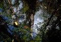 Swamp Reflections Royalty Free Stock Photo