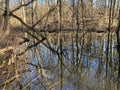 Swamp Reflections of Trees in February in Winter Royalty Free Stock Photo