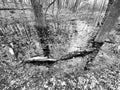 Swamp Reflections and Trees Landscape in Black and White Royalty Free Stock Photo