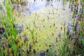 Swamp river in the duckweed. Wetland scirpus plant