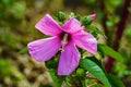 Swamp Rose Mallow, Hibiscus moscheutos