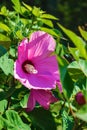 Swamp Rose Mallow, Hibiscus moscheutos