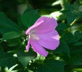 Swamp Rose Mallow