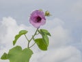 Swamp Rose Mallow in the Clouds Royalty Free Stock Photo