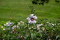 Swamp rose mallow flowers blooming in a sunny garden Royalty Free Stock Photo