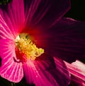 Swamp Rose Mallow