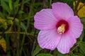 Swamp Rose Mallow in a marsh. Royalty Free Stock Photo