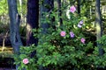 Swamp Rose   604536 Royalty Free Stock Photo