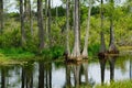 swamp scene with cypress tree Royalty Free Stock Photo