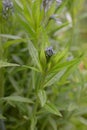 Ozark bluestar Amsonia illustris, budding star-shaped flowers