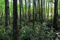 Swamp at Six Mile Cypress Slough Preserve, Fort Myers, Florida Royalty Free Stock Photo