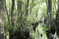 Swamp At Slough Preserve