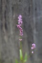 Swamp Smartweed Wildflowers - Persicaria amphibia