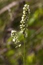 Swamp Smartweed Wildflowers - Persicaria amphibia