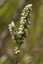 Swamp Smartweed Wildflowers - Persicaria amphibia