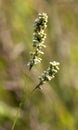 Swamp Smartweed Wildflowers - Persicaria amphibia