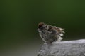 Swamp sparrow bird sits perched on a hand railing