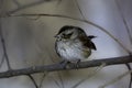 Swamp sparrow bird sits perched on a branch
