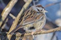 Swamp Sparrow in the cold