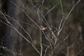 Swamp Sparrow Looking