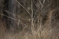 Swamp Sparrow Looking