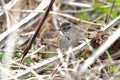 Swamp Sparrow at Exner Marsh Nature Preserve, Illinois USA