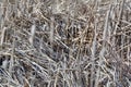 Swamp Sparrow (Melospiza georgiana) perched on cattail along hiking trail at Tiny Marsh