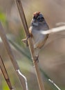 Swamp Sparrow