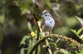 Swamp Sparrow, Walton County, Georgia USA
