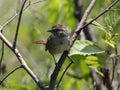 Swamp Sparrow, Melospiza georgina