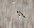 Swamp Sparrow perched on a cattail in spring