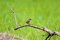 Swamp Sparrow 805359