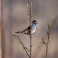 Swamp-sparrow Perched in Tree with Leaf Buds