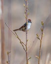 Swamp-sparrow Perched in Tree with Leaf Buds