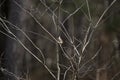 Swamp Sparrow Singing