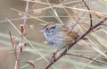 Swamp sparrow (Melospiza georgiana) perched on dead tree branch