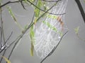 Swamp Spiderweb attached to branches