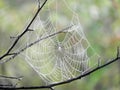Intricate white spiderweb attached to dark tree branches