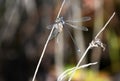 Swamp Spreadwing Damselfly in the Okefenokee Swamp, Georgia Royalty Free Stock Photo