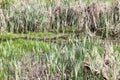 swamp, spring
