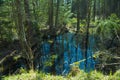 Swamp in the spring woods Royalty Free Stock Photo