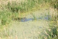 Swamp with standing water