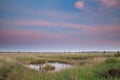 Swamp in summer dusk