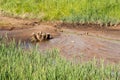 The Swamp in the summertime forest. Scary natural forest landscape. Snags and stumps reflections in the rough water surface Royalty Free Stock Photo