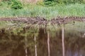 The Swamp in the summertime forest. Scary natural forest landscape. Snags and stumps reflections in the rough water surface Royalty Free Stock Photo