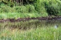 The Swamp in the summertime forest. Scary natural forest landscape. Snags and stumps reflections in the rough water surface Royalty Free Stock Photo