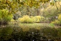 Swamp on a sunny day in May